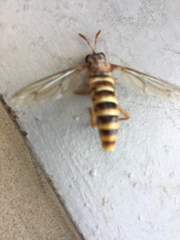 Opomydas limbatus