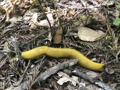 Ariolimax californicus