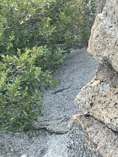 iNaturalist observation photo of Spiny Lizards
