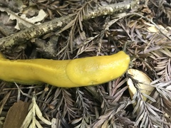 Ariolimax californicus