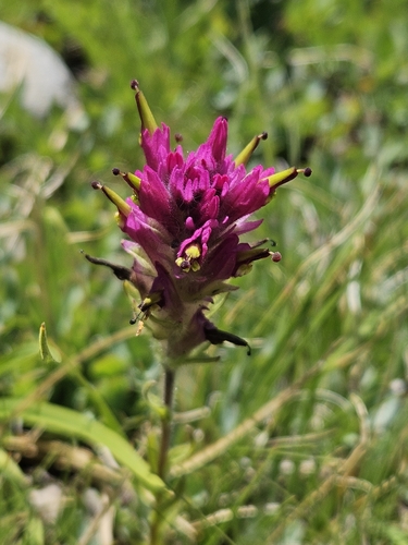Image of Lemmon's Paintbrush (Castilleja lemmonii) by no rights reserved