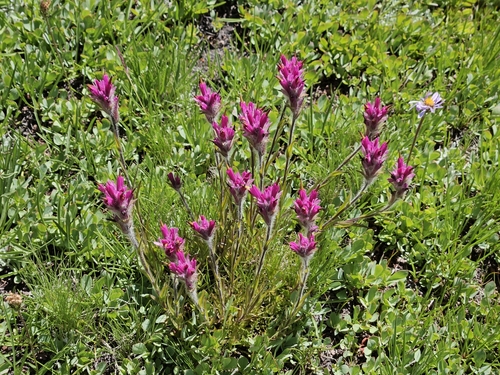 Image of Lemmon's Paintbrush (Castilleja lemmonii) by no rights reserved