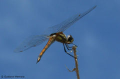 Tramea cophysa