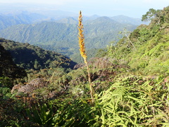 Cipuropsis hospitalis