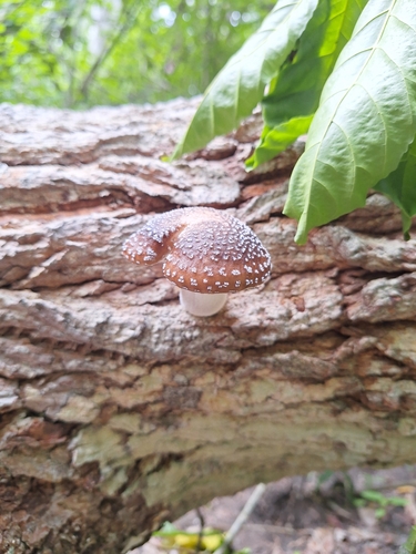 Oudemansiella cubensis
