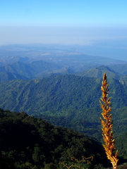 Cipuropsis hospitalis
