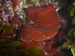 Constantinea simplex