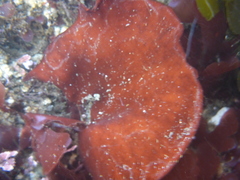 Constantinea simplex