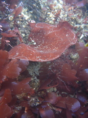 Constantinea simplex