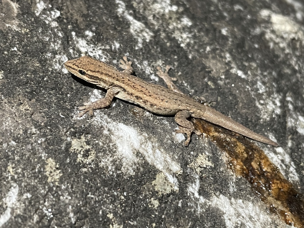Grote's Dwarf Gecko