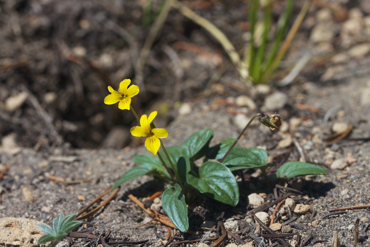 Viola purpurea var. integrifolia