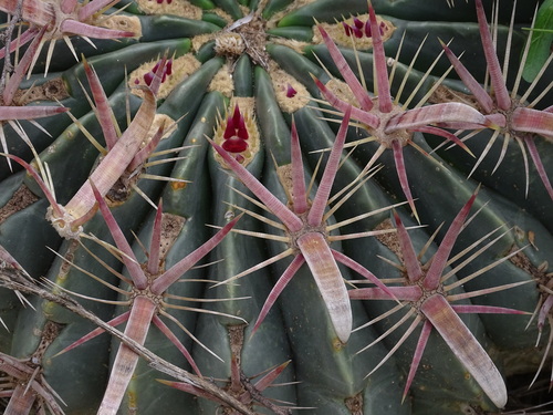Image of Ferocactus latispinus by (c) Ulises Pinedo, some rights reserved (CC BY)