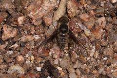 Aphoebantus