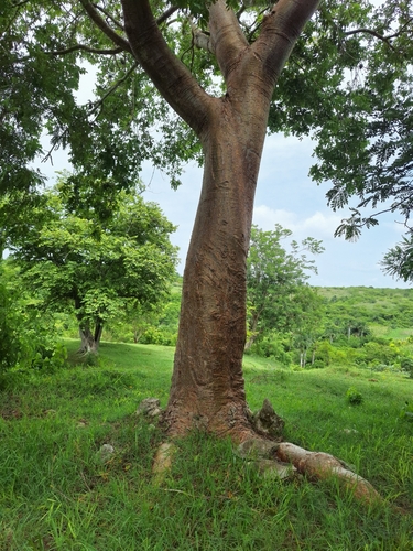 Gumbo Limbo