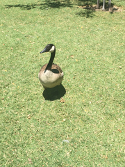 Branta canadensis