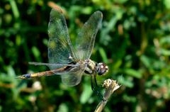 Tramea cophysa