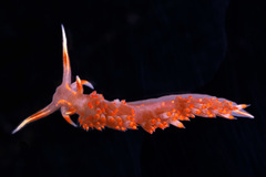 Austraeolis stearnsi