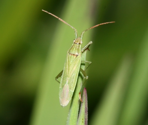 Two-spined Grass Bug photo 4