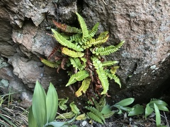 Polystichum scopulinum