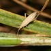 Two-spined Grass Bug - Photo (c) S. Rae, some rights reserved (CC BY)