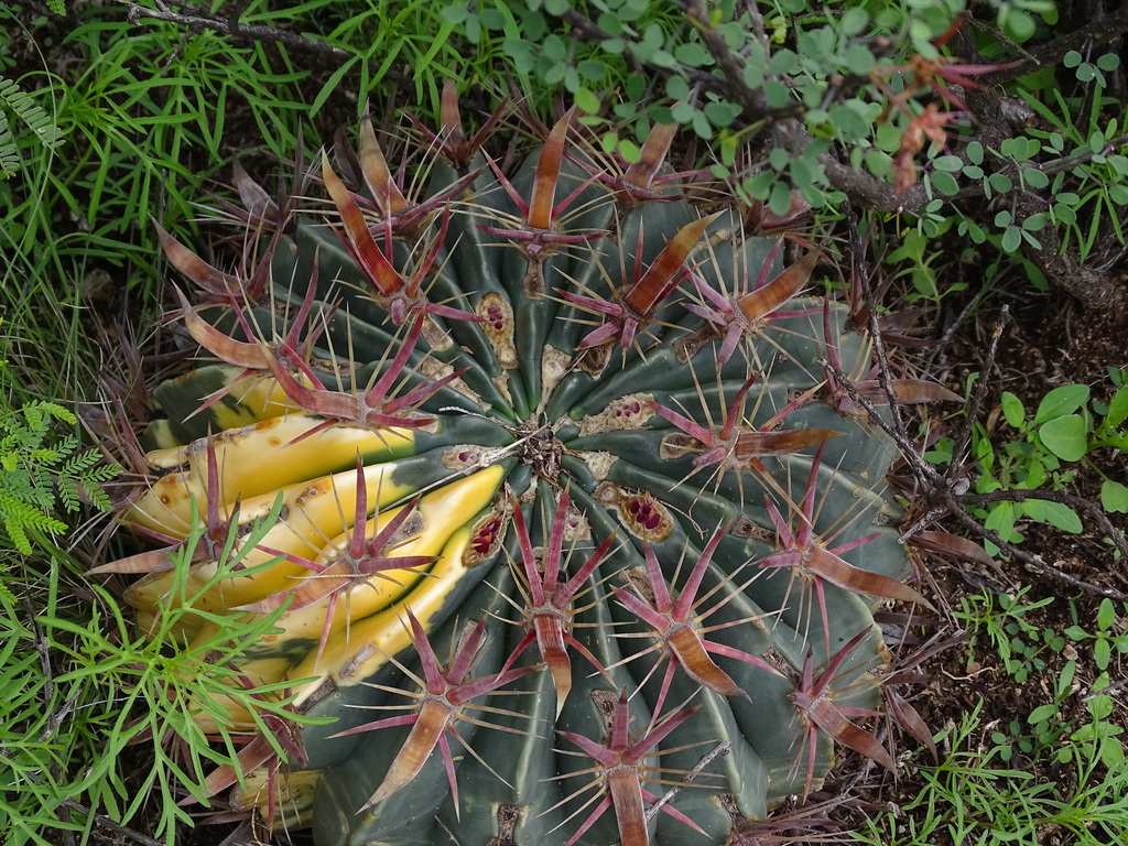 Devil's Tongue Barrel Cactus in July 2024 by Ulises Pinedo · iNaturalist