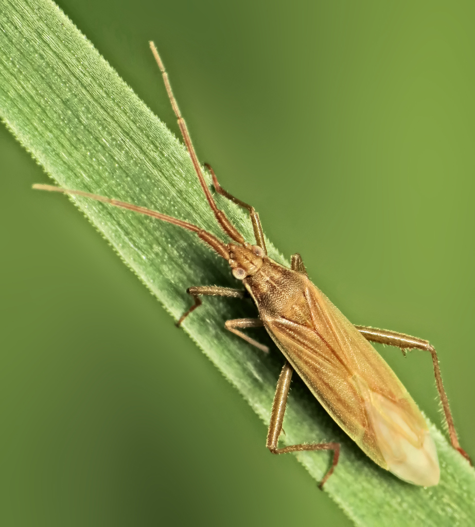 Two-spined Grass Bug