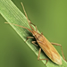 Two-spined Grass Bug - Photo (c) Martin Cooper, some rights reserved (CC BY)