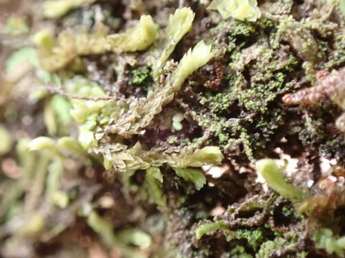 Image of Douinia ovata by no rights reserved