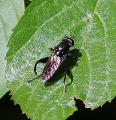 Chalcosyrphus chalybeus