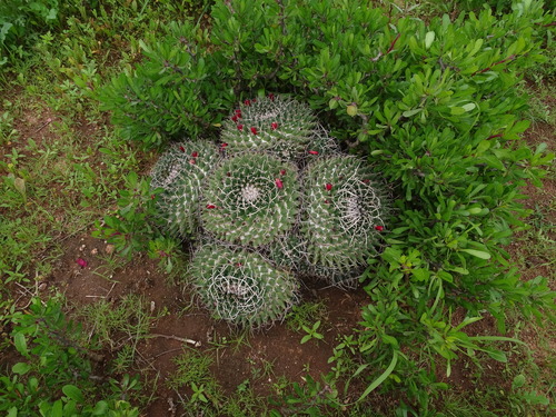 Image of Mammillaria magnimamma by (c) Ulises Pinedo, some rights reserved (CC BY)