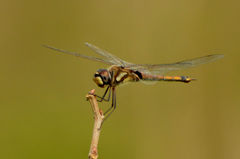 Tramea cophysa