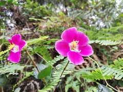 Andesanthus lepidotus