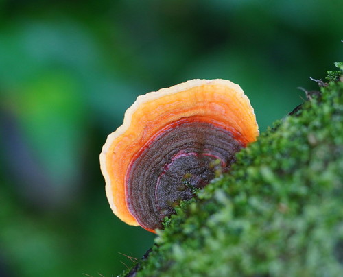Stereum versicolor