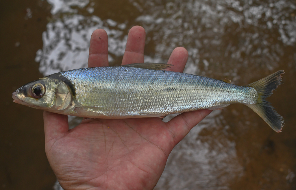 Argonectes longiceps