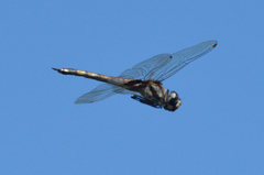Tramea cophysa