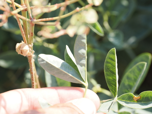 Image of Anagyris foetida by (c) Lucas Christofides, some rights reserved (CC BY)