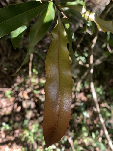 Foto de Macadâmia