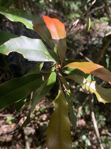 Foto de Macadâmia