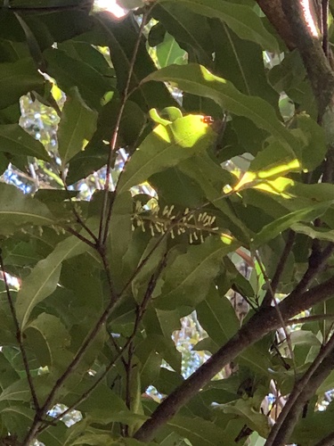 Foto de Macadâmia