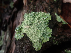 Punctelia perreticulata