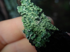 Punctelia perreticulata