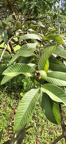Psidium guajava observed 2024-07-22