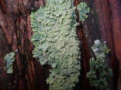 Punctelia perreticulata