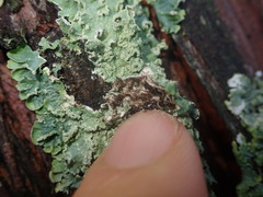 Punctelia perreticulata
