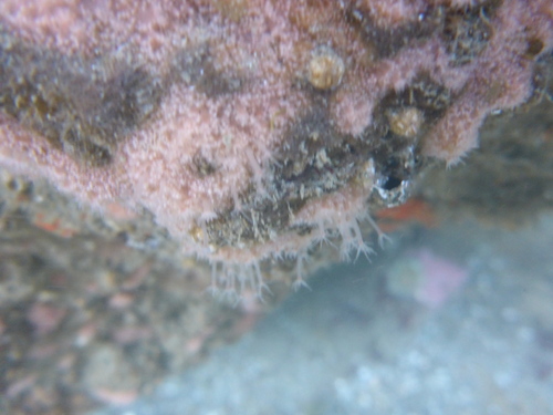 Schuchertinia milleri