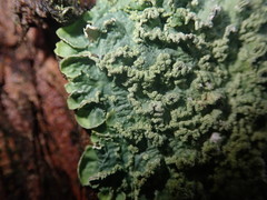 Punctelia perreticulata