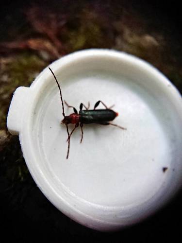 Tanbark Borer photo 6