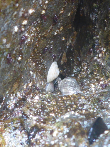 Trimusculus reticulatus