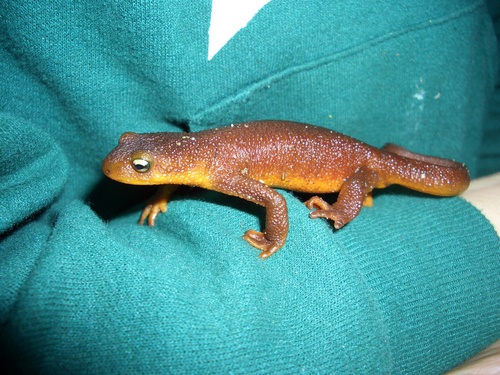 iNaturalist observation photo of California Newt