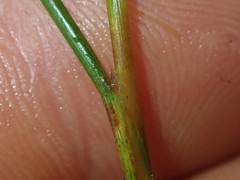 Juncus novae-zelandiae